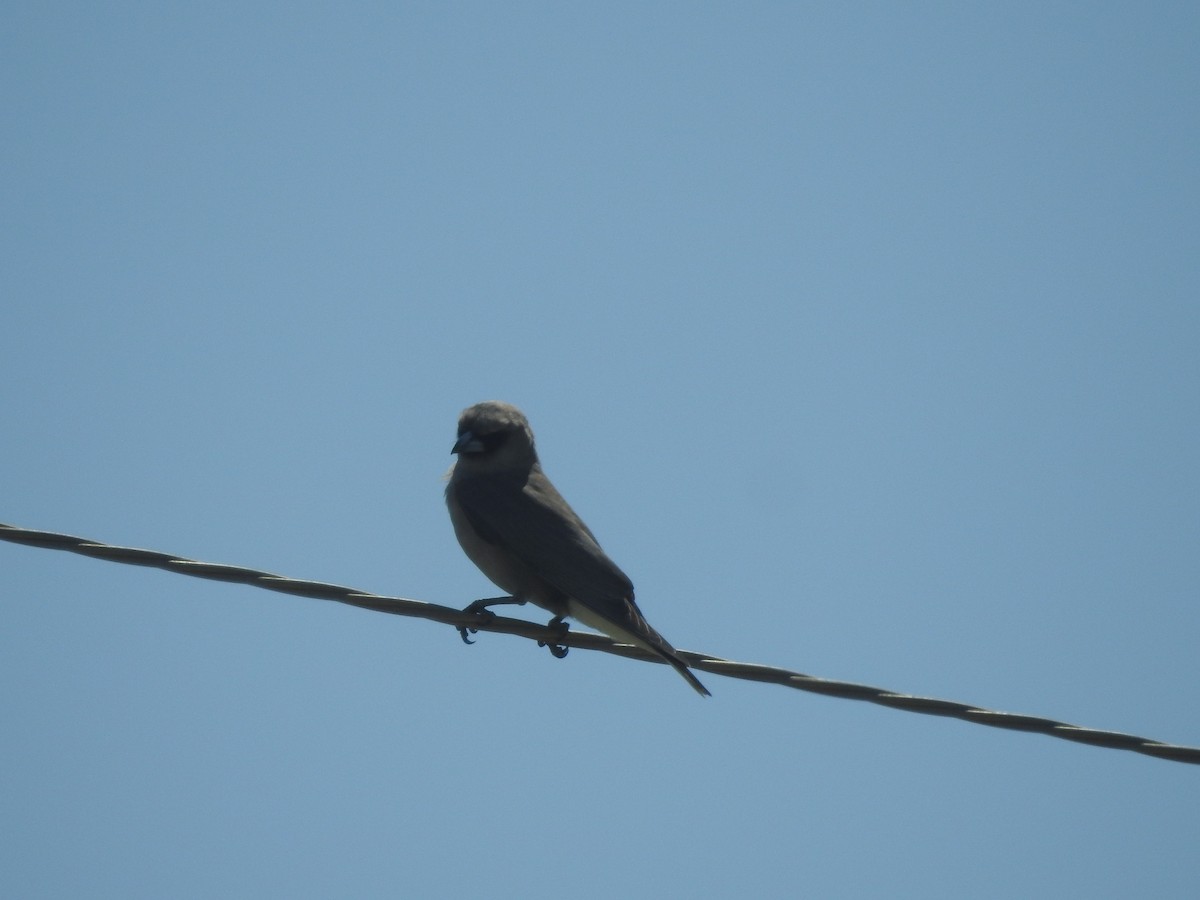 Black-faced Woodswallow (Black-vented) - ML609344990