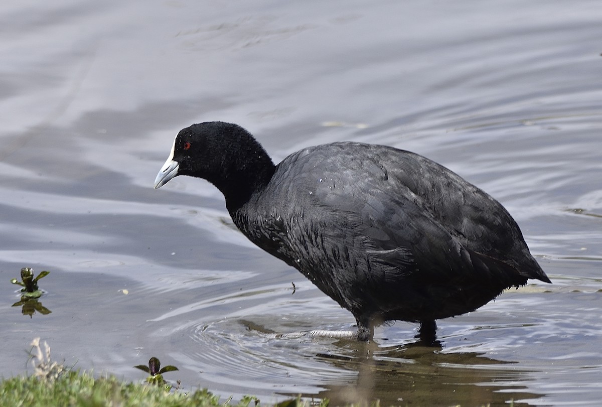 Eurasian Coot - Anthony Katon