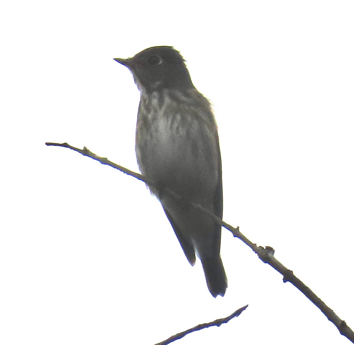 Gray-streaked Flycatcher - ML609345047