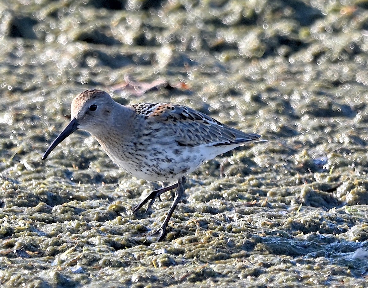 Bindenstrandläufer - ML609345084