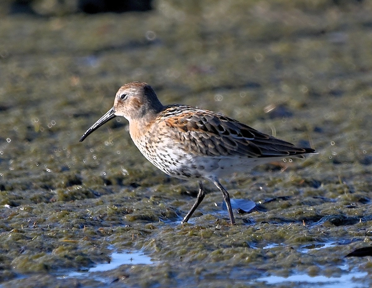 Stilt Sandpiper - ML609345088