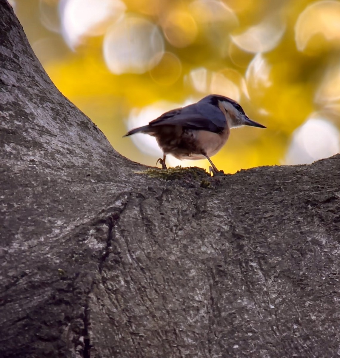 Eurasian Nuthatch - ML609345100