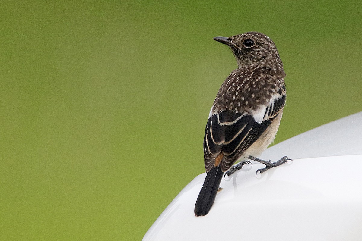 Pied Bushchat - ML609345101