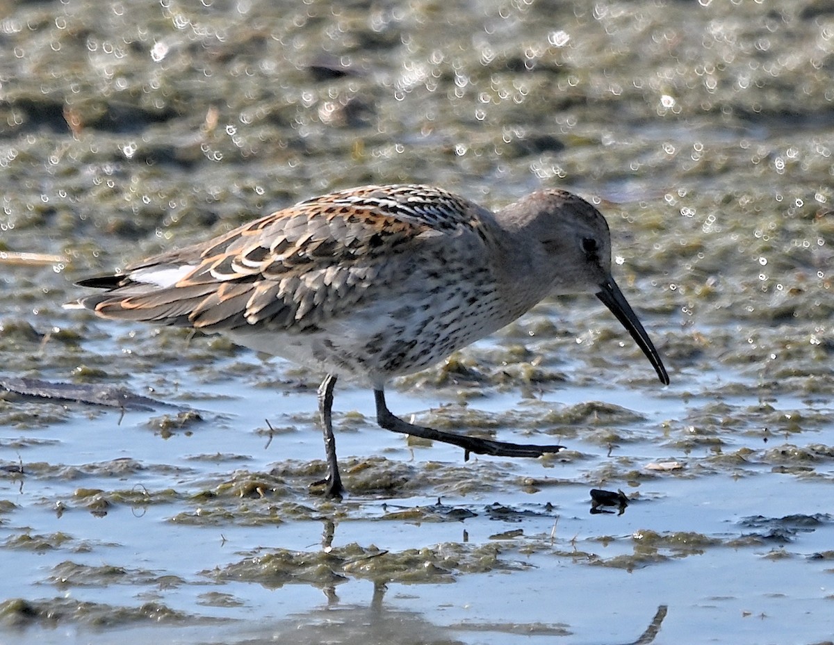 Bindenstrandläufer - ML609345129