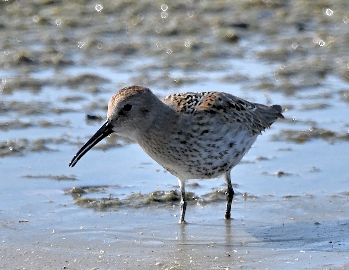 Stilt Sandpiper - ML609345130