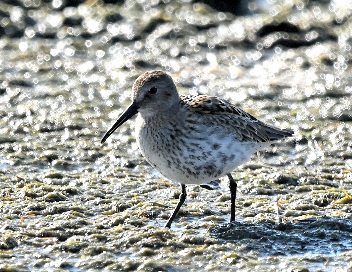 Stilt Sandpiper - ML609345133