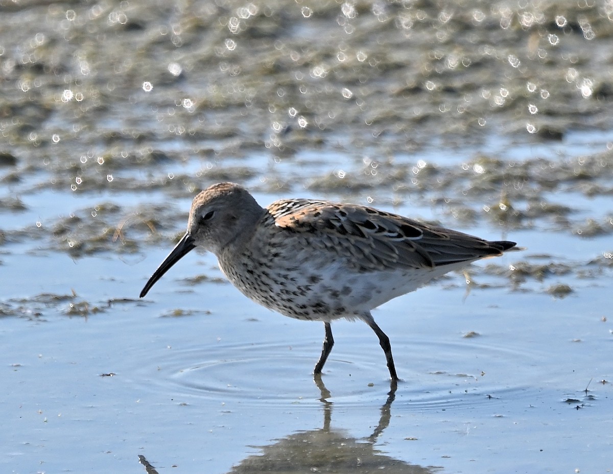 Stilt Sandpiper - ML609345134