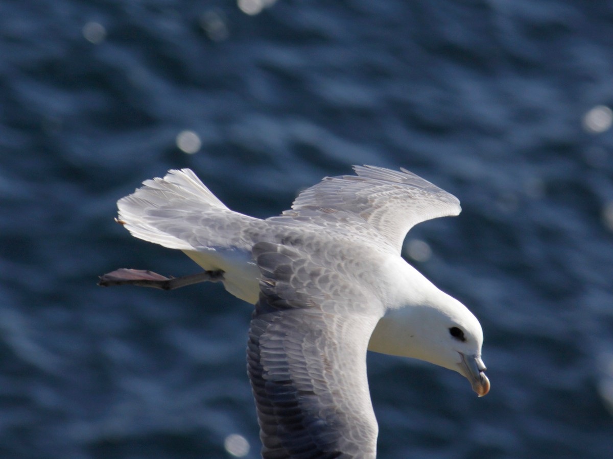 Northern Fulmar - Matthieu Gauvain