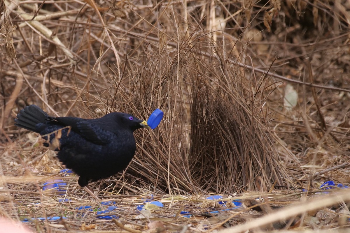 Satin Bowerbird - Jenny Stiles