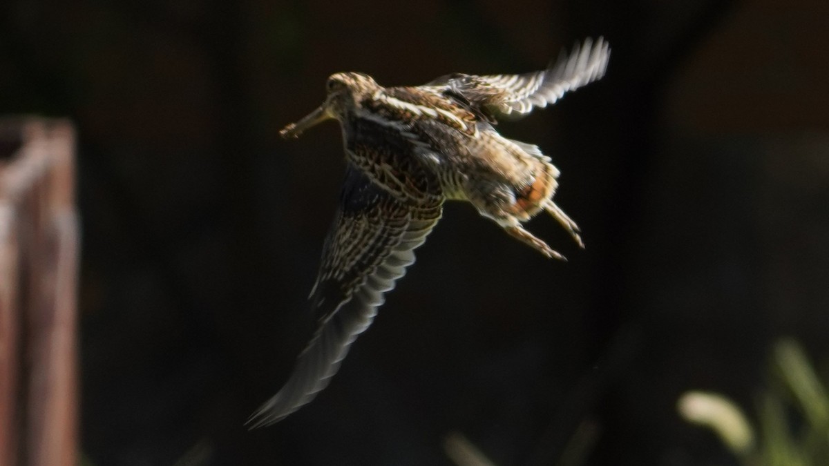 Swinhoe's Snipe - ML609345189