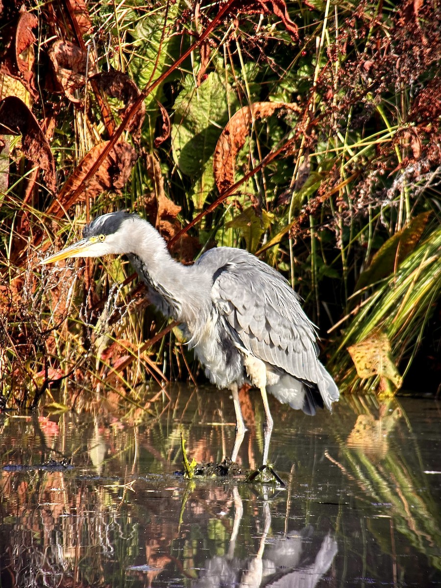 Gray Heron - ML609345200
