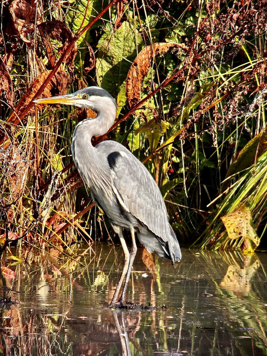 Gray Heron - ML609345201