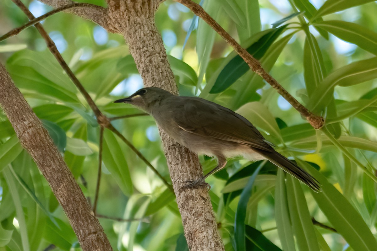 White-gaped Honeyeater - Jonathan Tickner