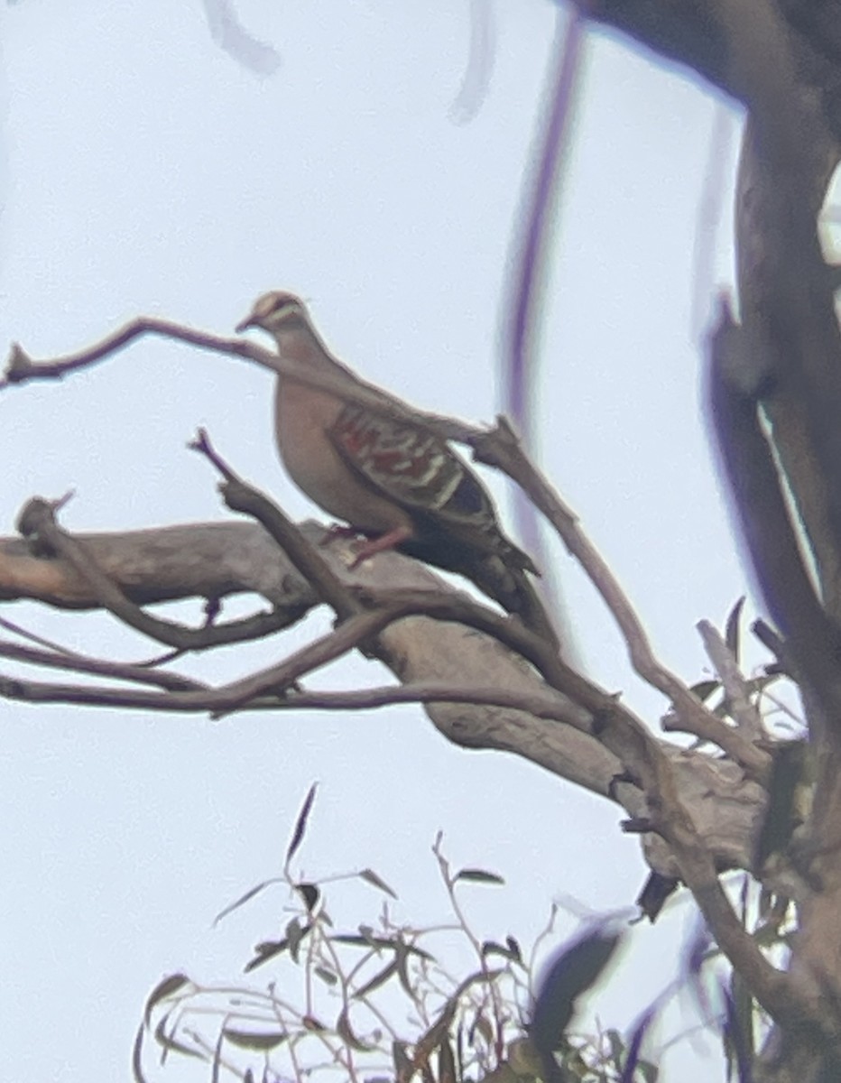 Common Bronzewing - ML609345274