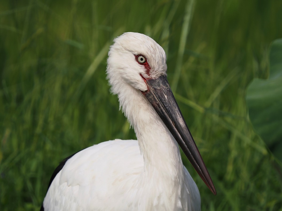 Oriental Stork - ML609345279