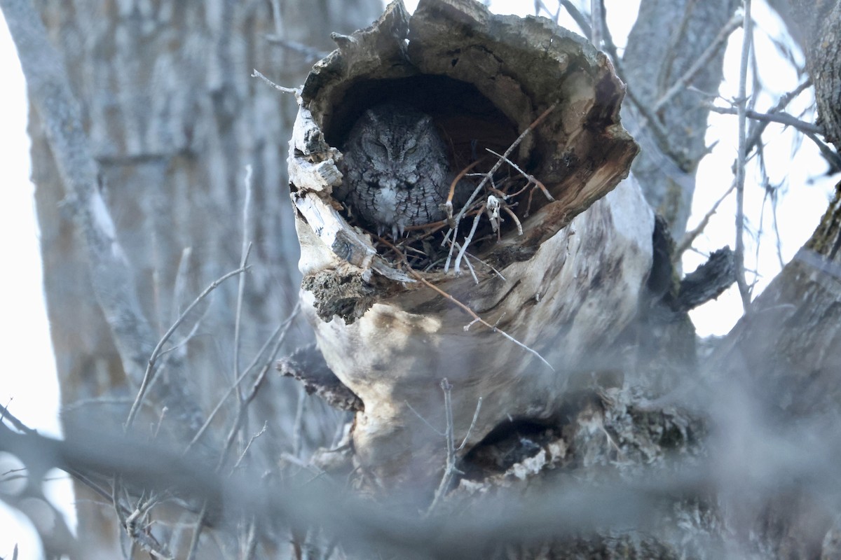 Eastern Screech-Owl - ML609345303