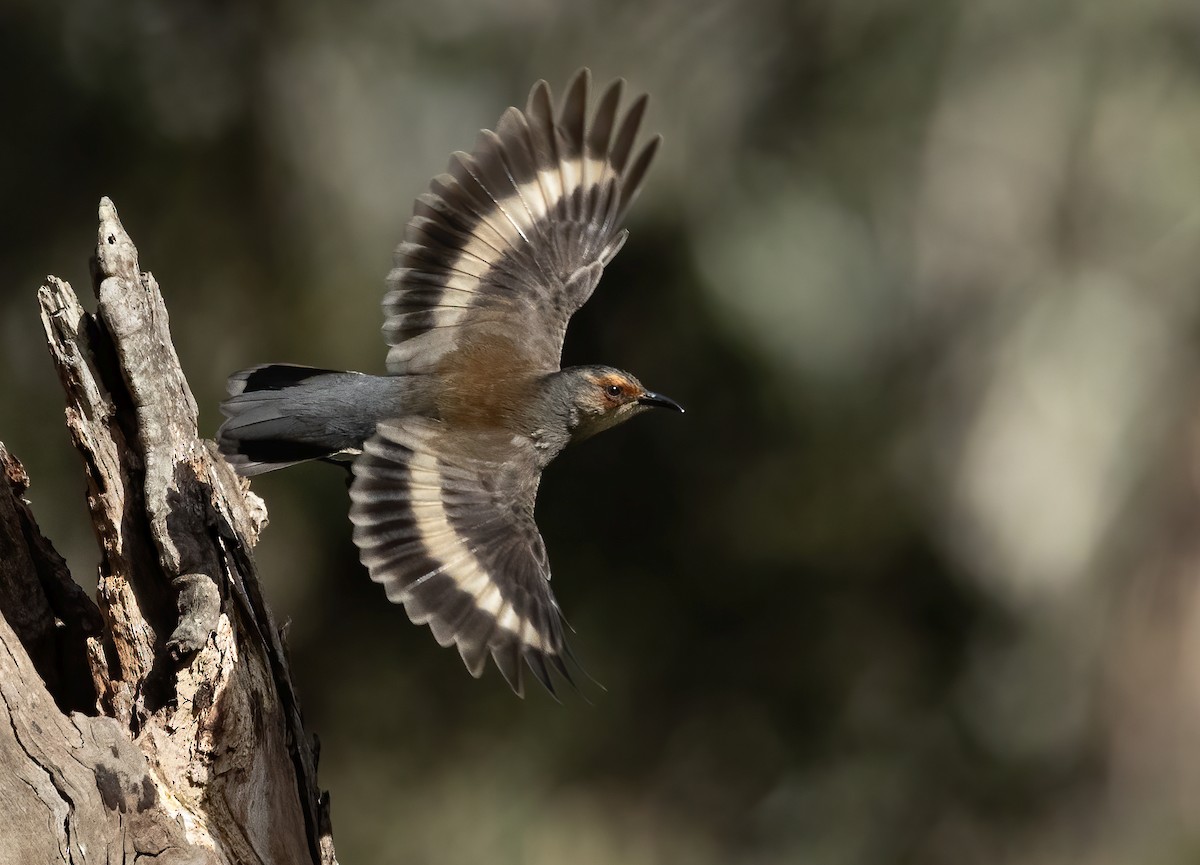 Red-browed Treecreeper - David Ongley