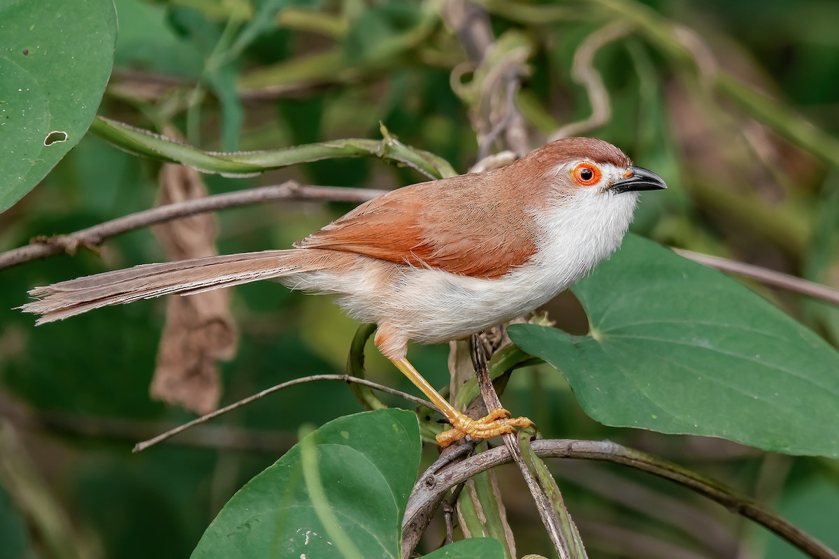 Yellow-eyed Babbler - ML609345356