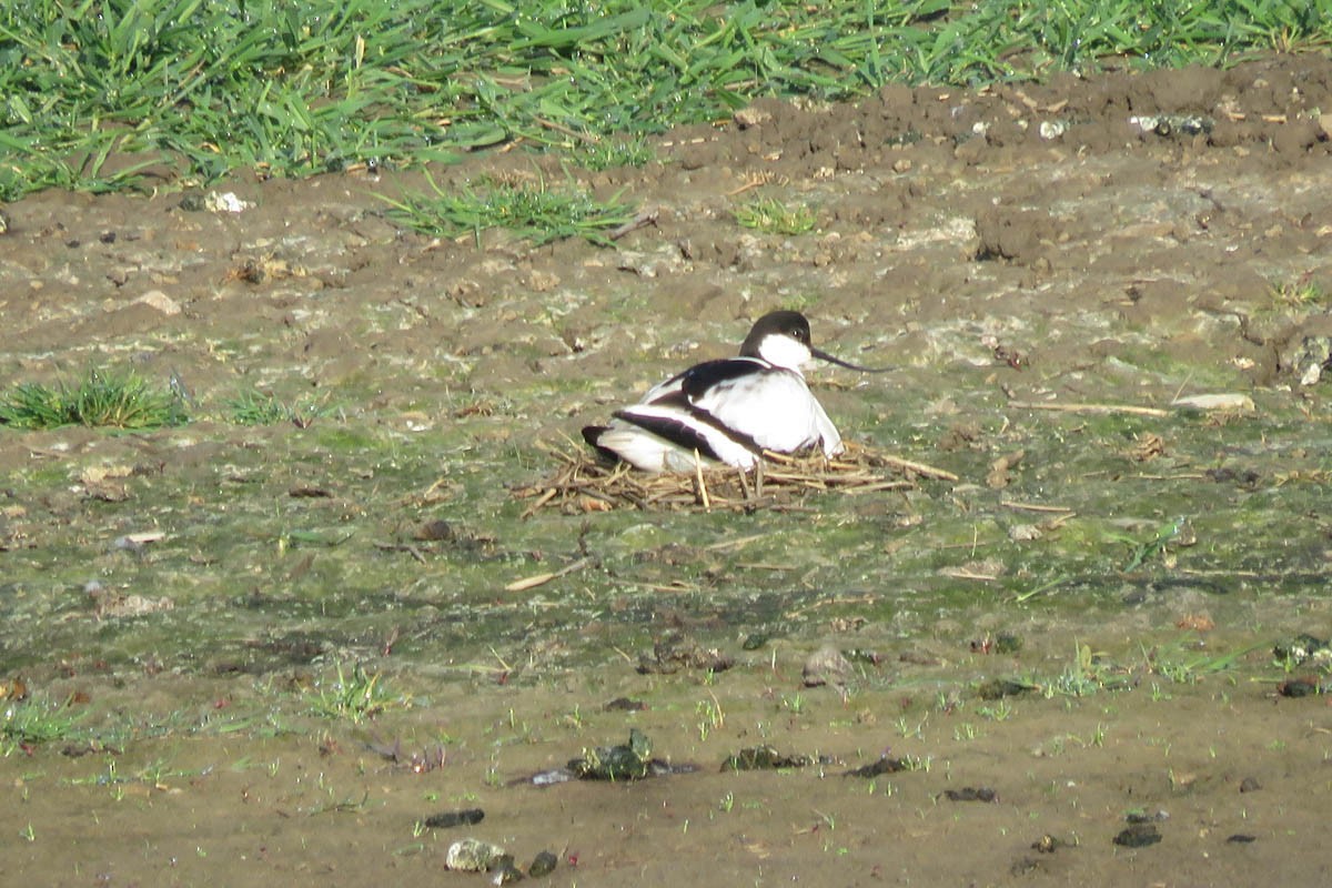 Pied Avocet - ML609345436