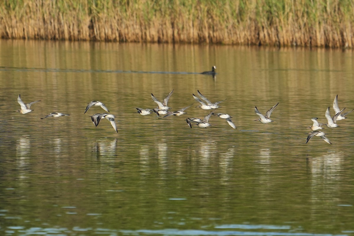 Bar-tailed Godwit - ML609345460