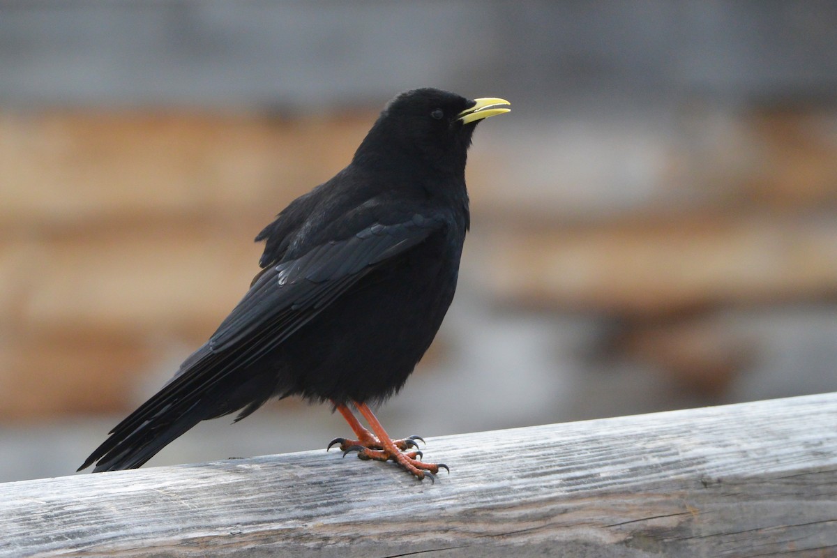 Yellow-billed Chough - ML609345504