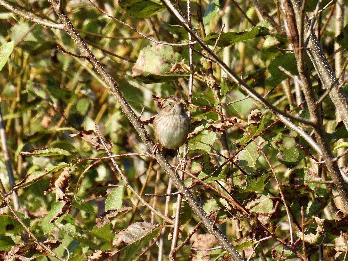 Swamp Sparrow - ML609345509
