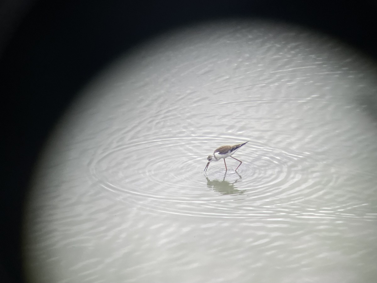 Black-winged Stilt - ML609345557