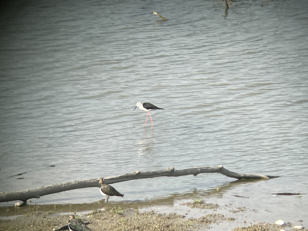 Black-winged Stilt - ML609345559