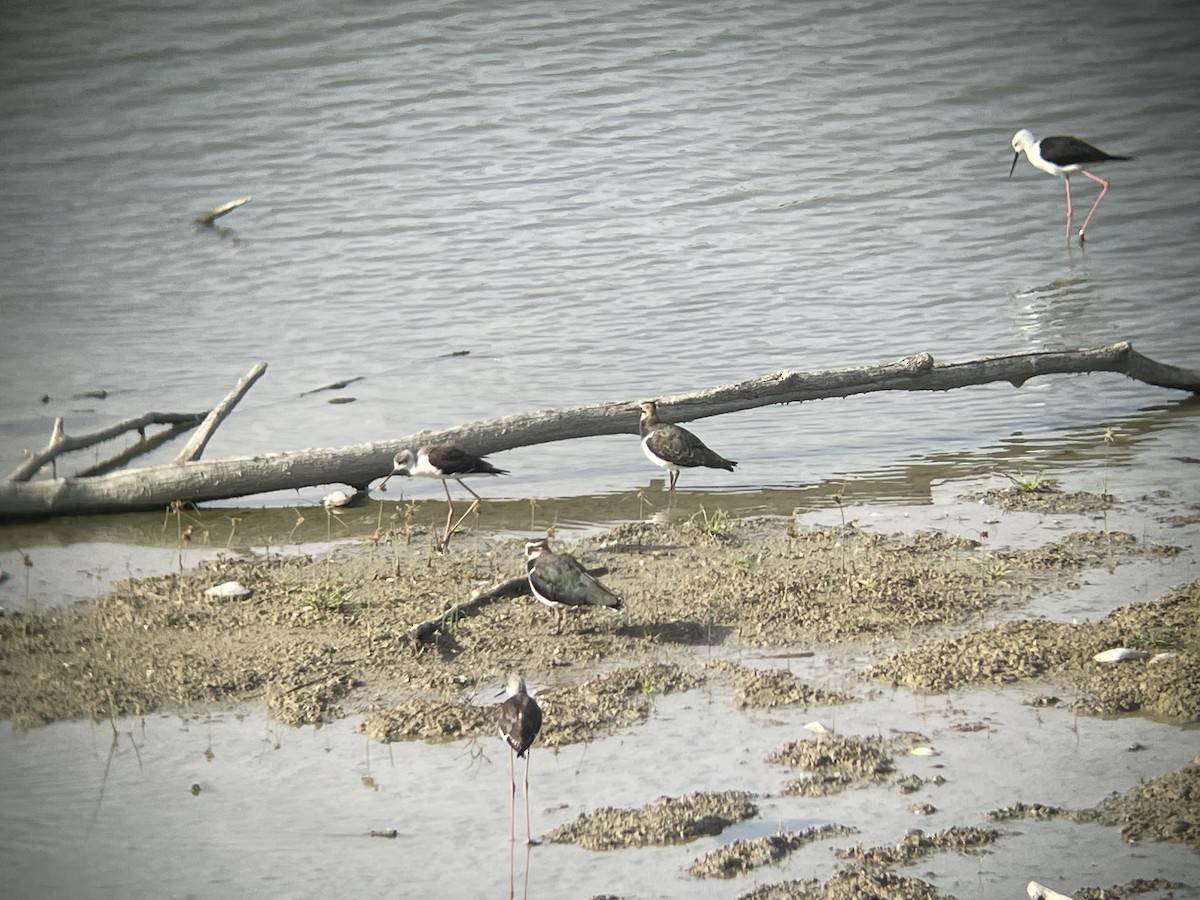 Northern Lapwing - ML609345560