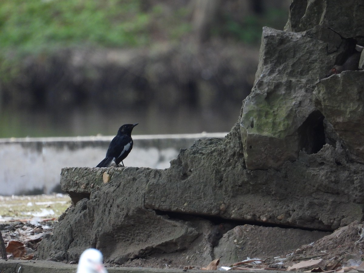 Oriental Magpie-Robin - Nick 6978