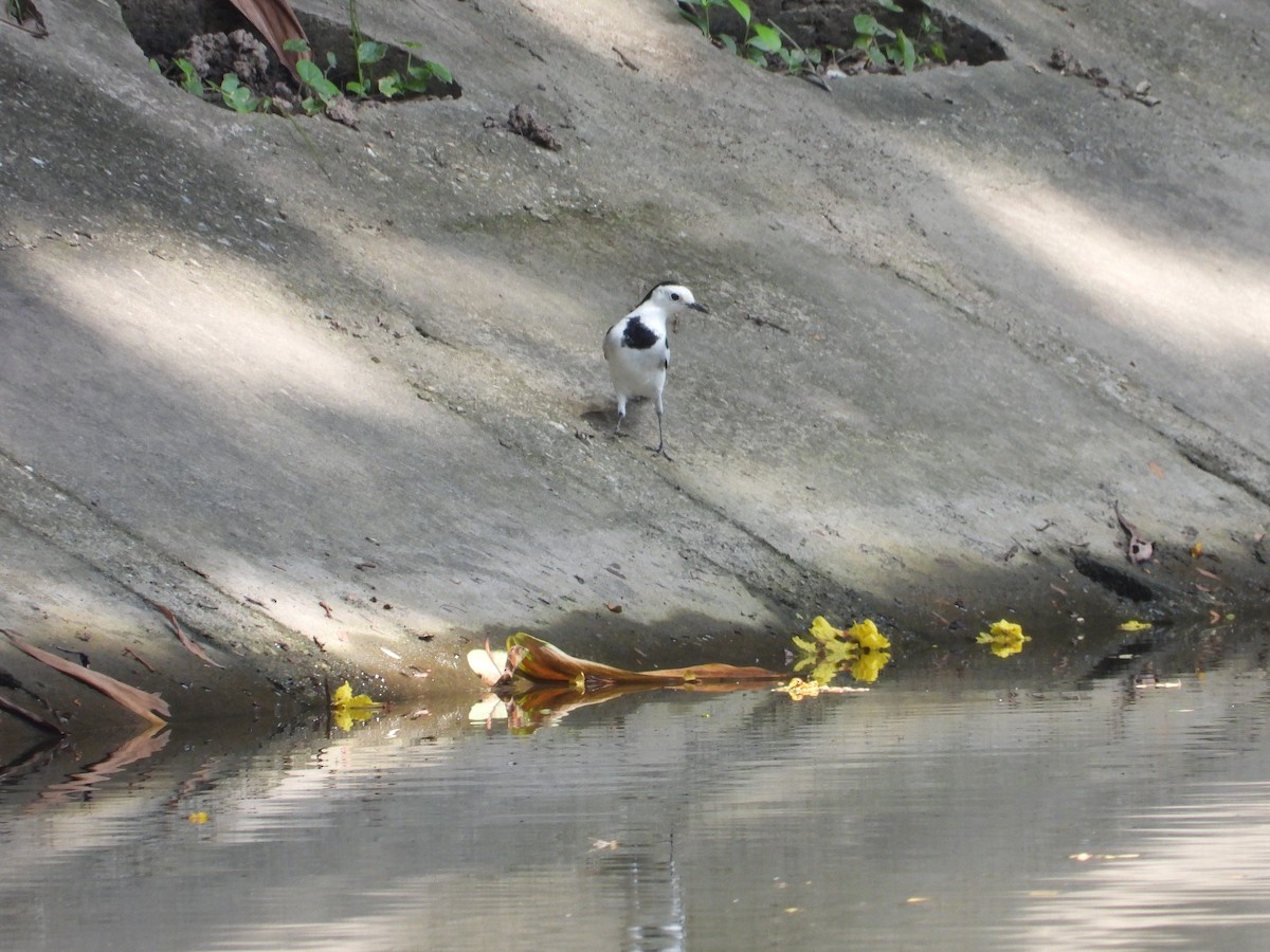 White Wagtail - ML609345739