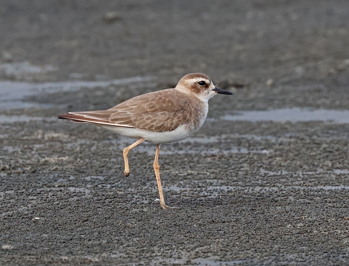 Oriental Plover - ML609345744