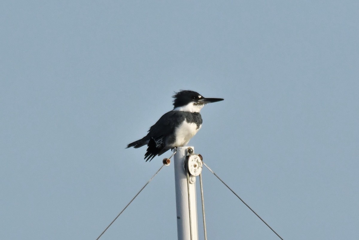 Belted Kingfisher - ML609345784