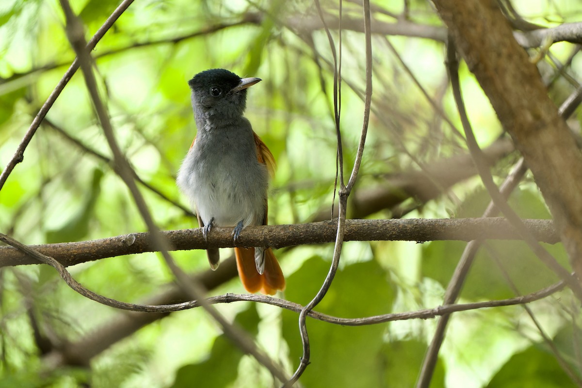 Blyth's Paradise-Flycatcher (Blyth's) - Sam Hambly