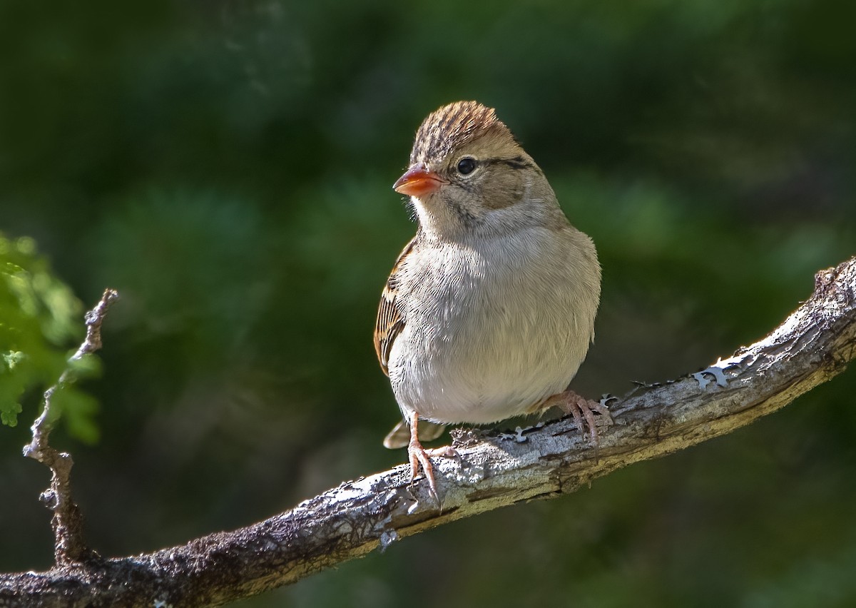 White-crowned Sparrow - Jean Hebert