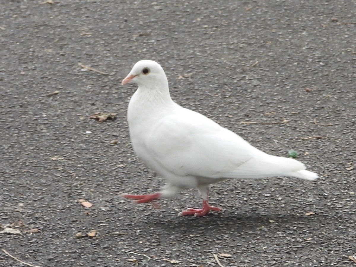 Rock Pigeon (Feral Pigeon) - ML609345916
