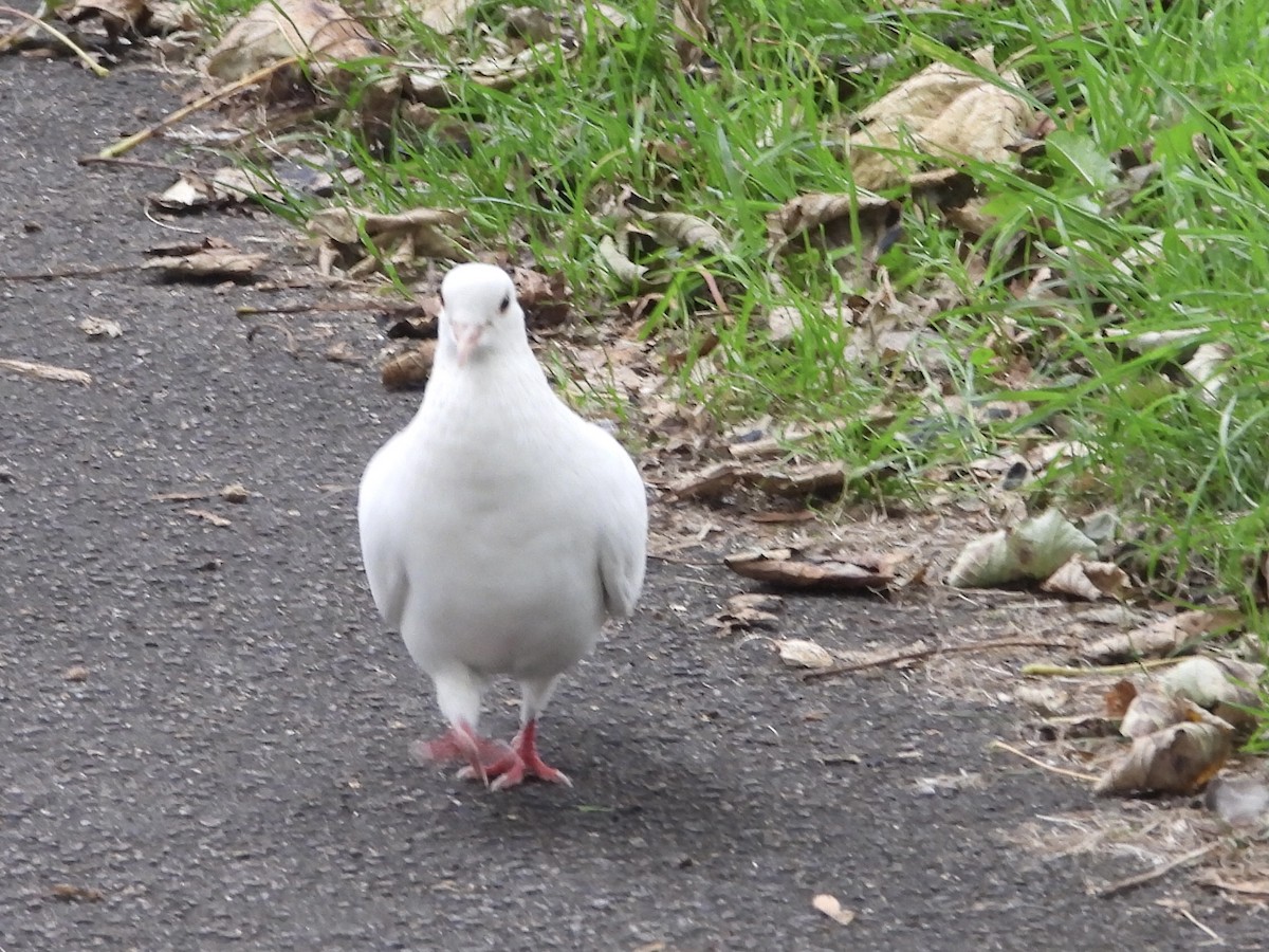 Rock Pigeon (Feral Pigeon) - ML609345917