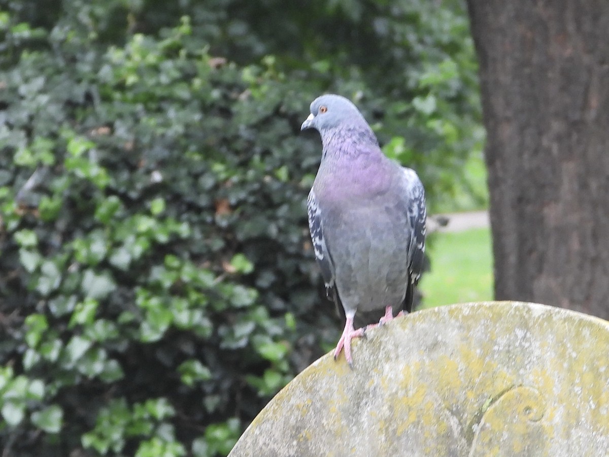 Rock Pigeon (Feral Pigeon) - ML609345918