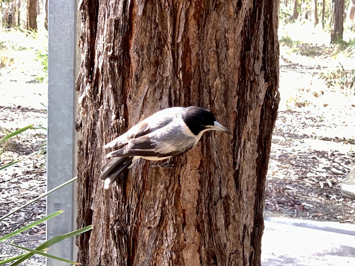 Gray Butcherbird - ML609345929