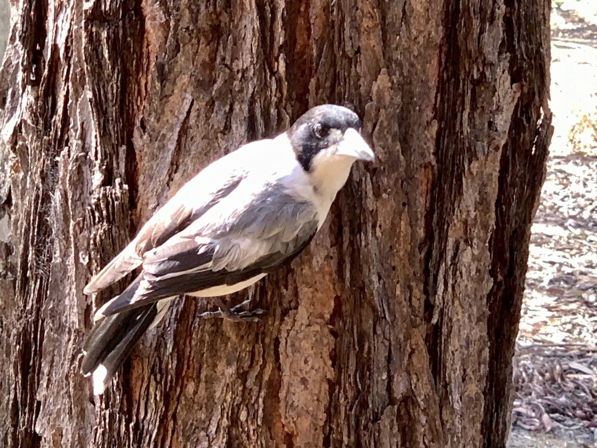 Gray Butcherbird - ML609345930