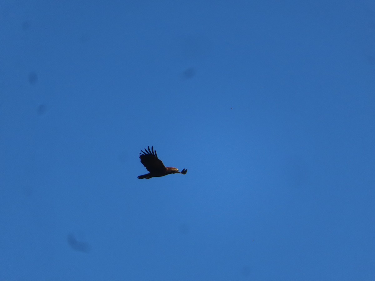 Lesser Spotted Eagle - gedalia nadel