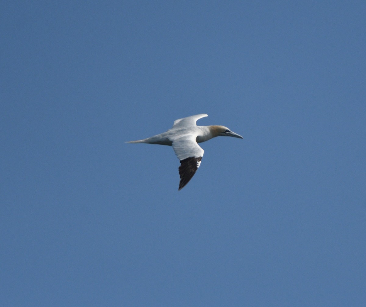 Northern Gannet - ML609346078