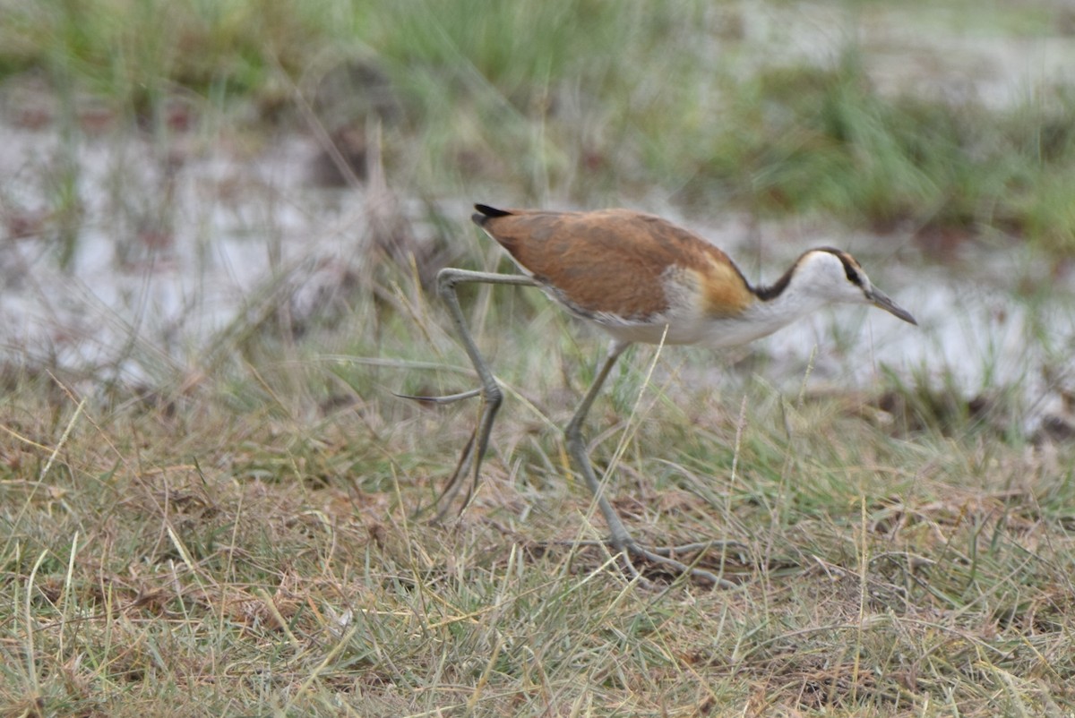 African Jacana - ML609346273