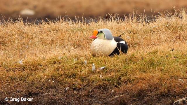 King Eider - ML609346327