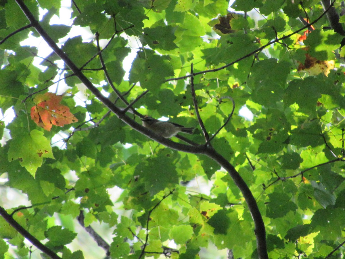 Golden-crowned Kinglet - ML609346385