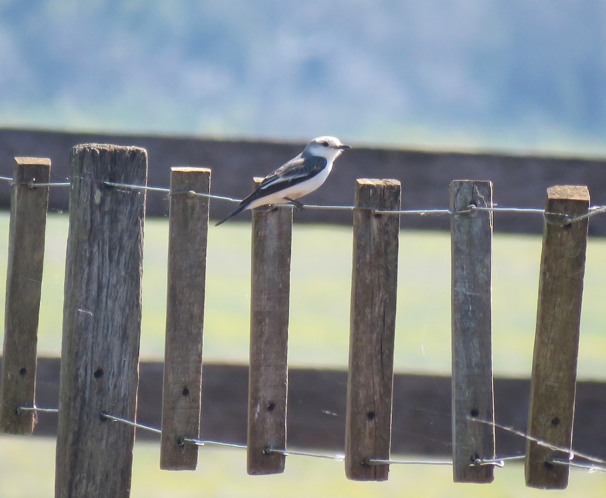 White-rumped Monjita - ML609346387