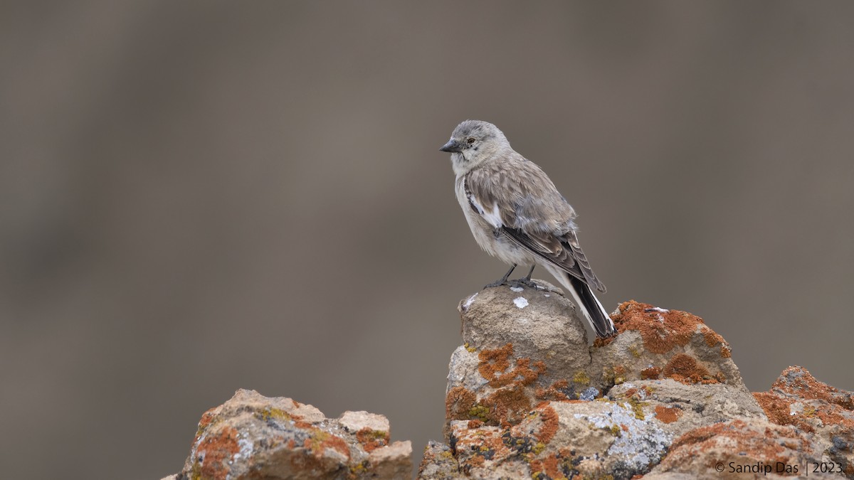 Black-winged Snowfinch - Sandip Das