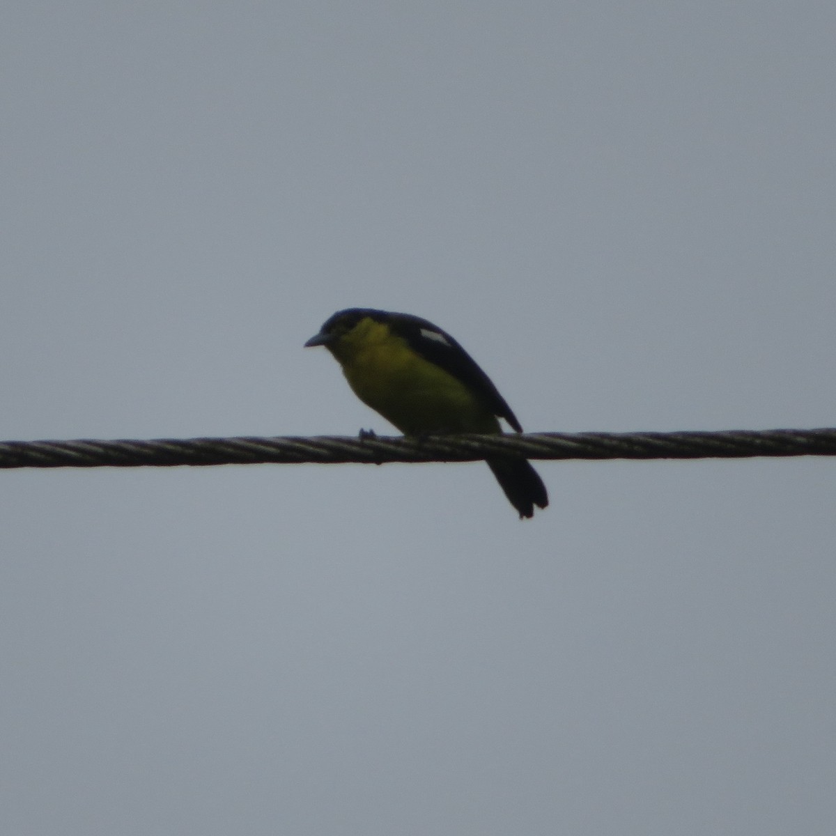 Common Iora - ML609346418