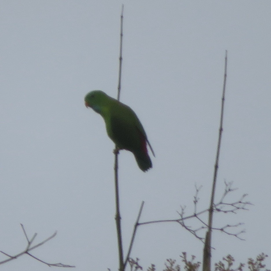 Vernal Hanging-Parrot - ML609346424