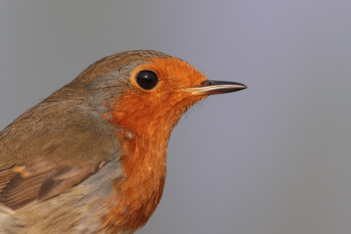 European Robin - Ömer Şahin